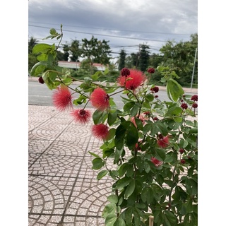 Kiều hùng hay điệp lào