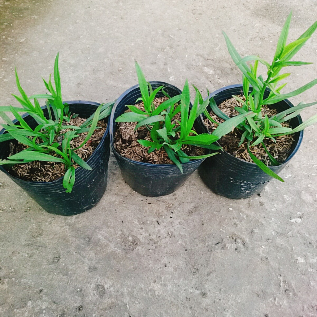 Cây Hoa Thạch Thảo  - cây cảnh để bàn
