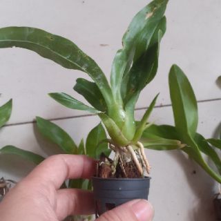 Vũ nữ hoàng hậu xanh