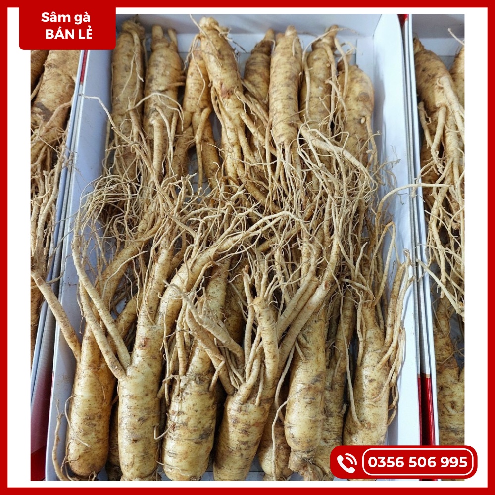SÂM TƯƠI 20-30CỦ/KG, Nhân Sâm Tươi Hàn Quốc, ngầm bình, hầm nấu bồi bổ sức khoẻ