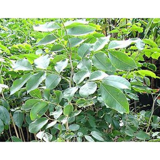 cây trắc đỏ giống cao 50-60cm