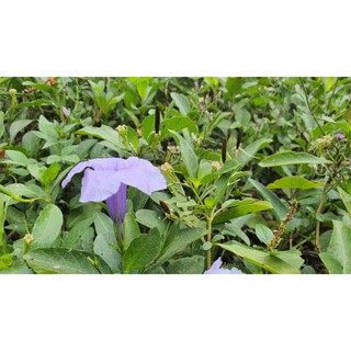 Hạt giống cây cỏ nổ (cây nổ, sâm tanh tách) - 50 quả