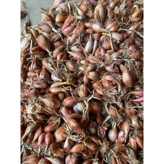 Củ hành ba chài trồng ăn lá