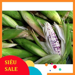 Hạt Giống Ngô Nếp Lai Tím (10 Gr) - [MUA 3 TẶNG 1 CÙNG LOẠI] - Dẻo, Ngọt, Thơm Ngon, Dễ Trồng