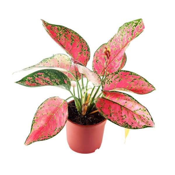 Cây Aglaonema Lady Valentine (Như Ý Hoàng Hậu Valentine) chậu nhựa