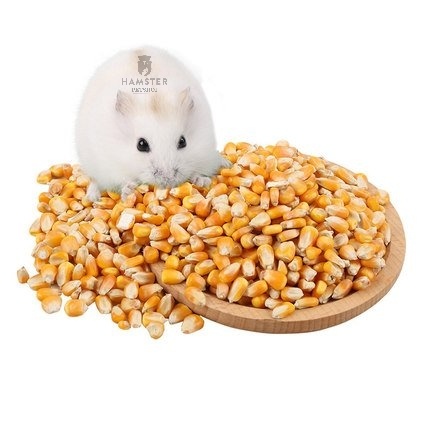 Bắp hạt sấy khô - Thức ăn dặm cho Hamster, sóc , nhím