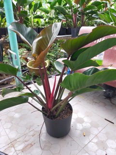Cây trầu bà đế vương Nâu