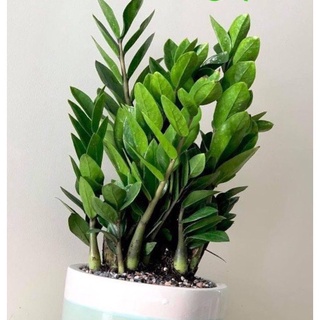 Chậu cây kim tiền để bàn (chỉ giao hỏa tốc HCM)