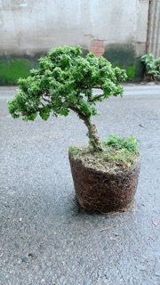 Linh Sam Hạt Gạo