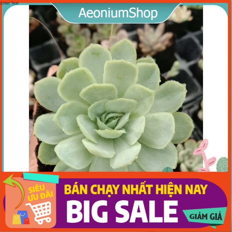 CẦN GÌ HƠN MỘT CHIẾC SEN ĐÁ BÁNH BÔNG LAN  HÃY CHO BẢN THÂN NGON TRƯỚC KHI NGƯỜI KHÁC THẤY MÌNH NGON, CHÚC MAY MẮN