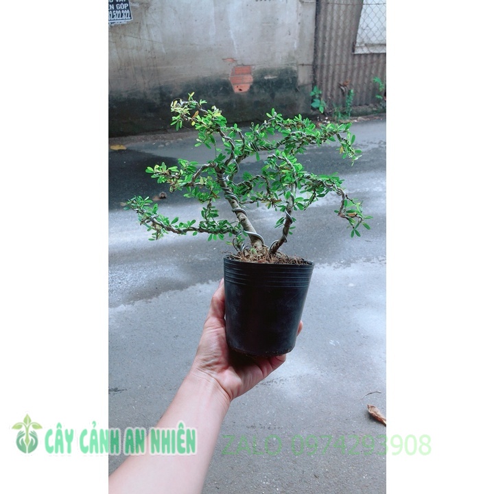 Linh Sam Bonsai