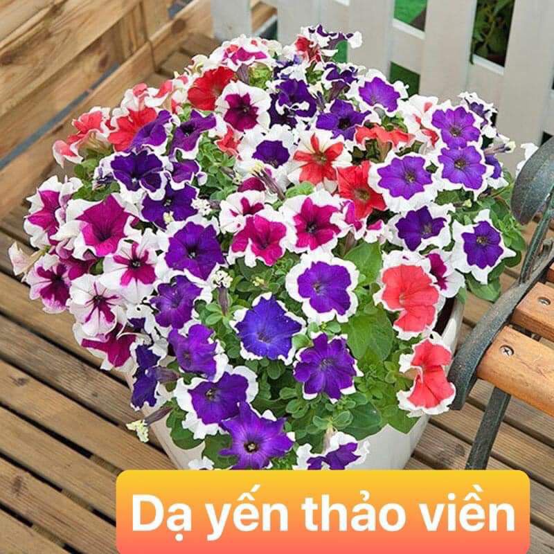 bộ đôi  phân bón vi sinh kích mầm+kích hoa cho cây thân thảo&lt;dạ yến thảo,đồng tiền ,vv&gt;