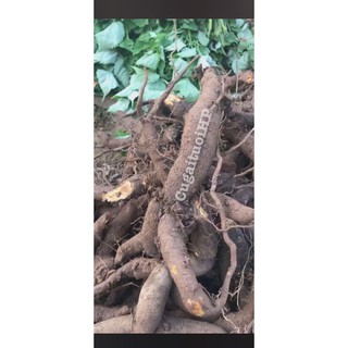 [ HÀNG LOẠI 1]  Củ gai tươi