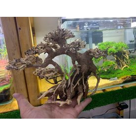 Cây BONSAI mini cho hồ thủy sinh