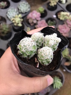 Xương rồng trứng chim