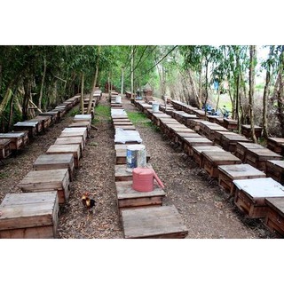 MẬT ONG NHÃN TÂY NINH