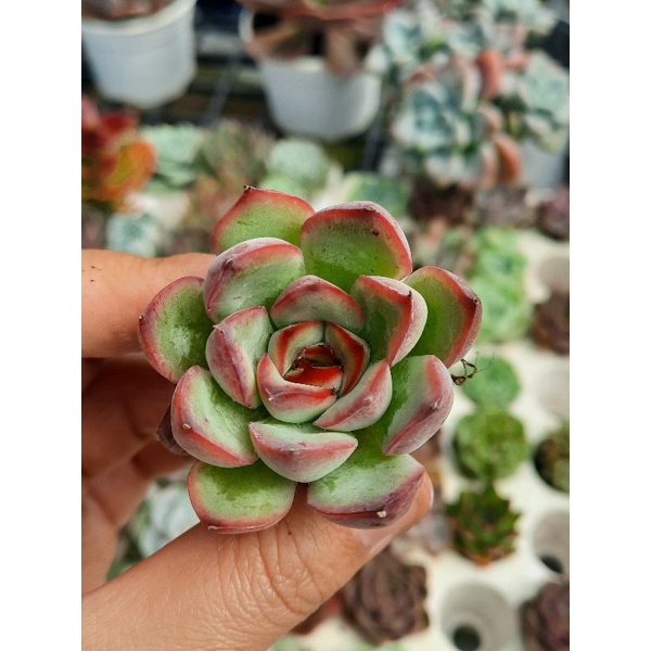 sen đá viền hồng size 2,5_4cm🌵hư 1 đổi 1