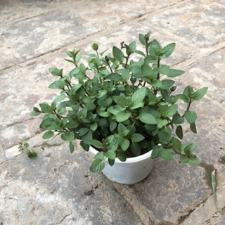 Cây Bạc Hà Chocolate Mint