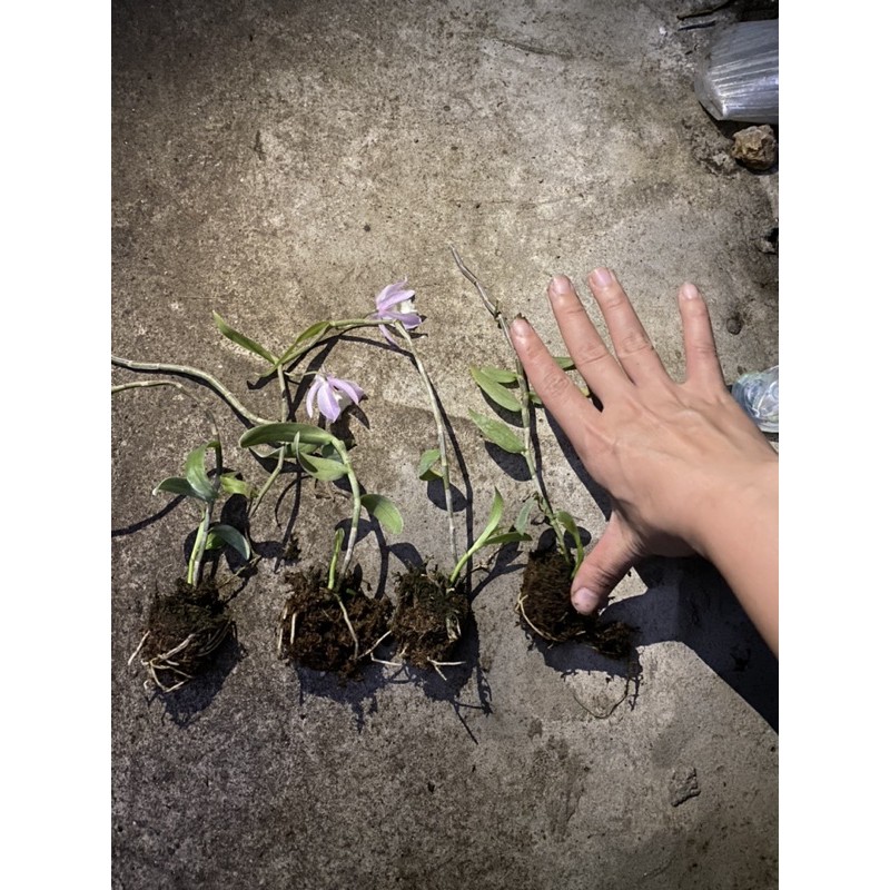 lan hạc vỹ thiên cung lữ bố ky 2 năm cây đang chuẩn bị hoa (lh 0977790526) kie dài 7_10 cm