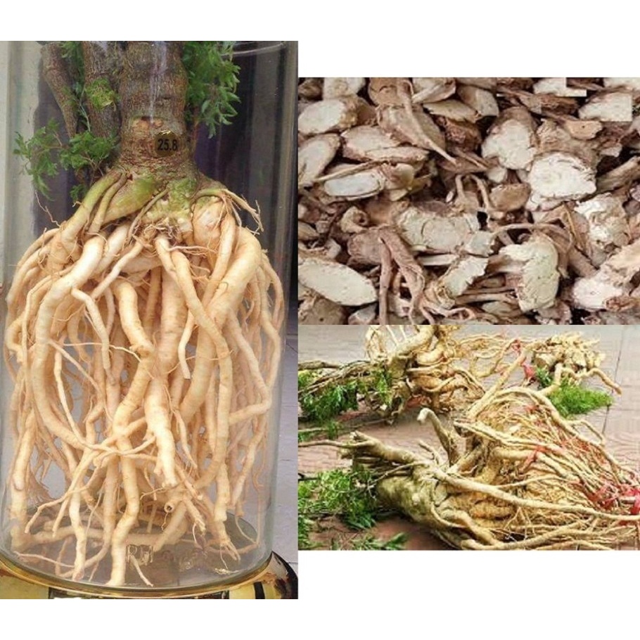 Bột củ đinh lăng