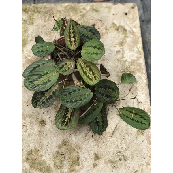 Maranta Red Prayer