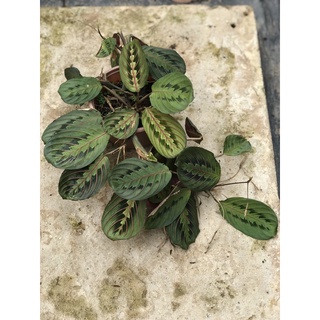 Maranta Red Prayer ( đuôi công)