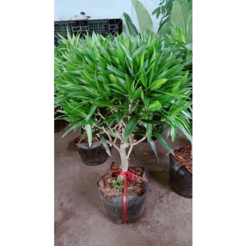 Cây Trúc Bách Hợp  cao 80cm