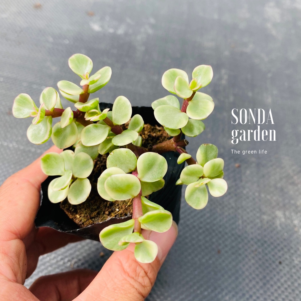 Sen đá đô la SONDA GARDEN size bé 5-8cm, xuất xứ Đà Lạt, khoẻ đẹp, lỗi 1 đổi 1