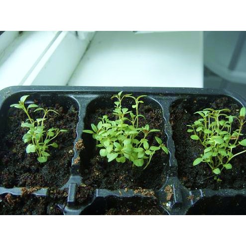 Hạt giống cỏ xạ hương F1 ( thyme) gói 30 hạt hàng nhập khẩu từ mỹ chính hãng