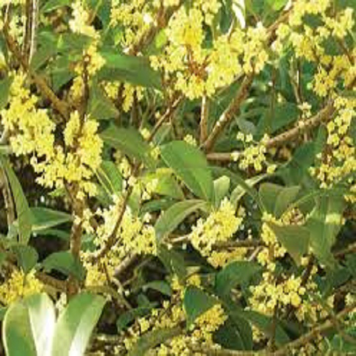 Cây hoa mộc hương ta hoa vàng cao trên 1,5m