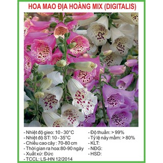 Hạt Giống Mao địa hoàng Mix 50 Hạt/ Gói