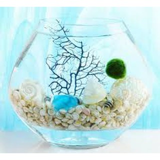 CẦU TẢO MARIMO 2,5CM - 1 Con/ gói