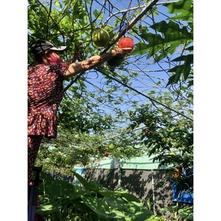Cốt Gấc Chanh Dây Đường Mía Thô