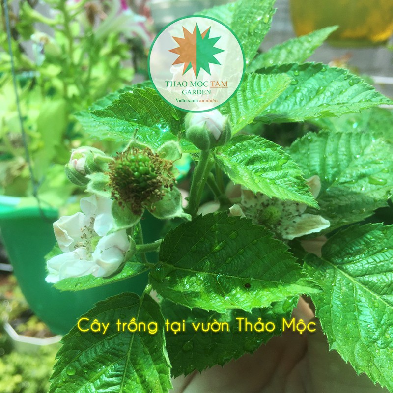 Cây Phúc Bồn Tử đen  / Cây mâm xôi - Trái đen giàu dinh dưỡng