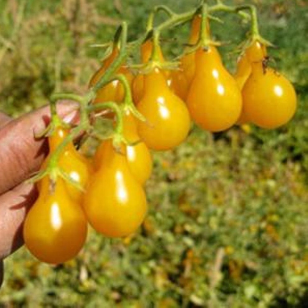 Hạt Giống Cà Chua Lê Đỏ