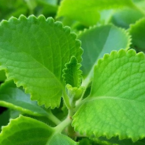 100G rau tần lá dày, cây húng chanh, lá tần dày, dương tửu tô, rau thơm lông hoặc rau thơm lùn chữa ho - Konni39 Sơn Hòa