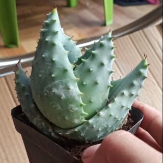 Xương rồng Aloe Marlothii