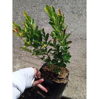 Cây giống Siro khỏe mạnh, bầu rễ ổn định - Summer Garden