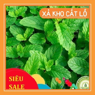 💥💗Hạt Giống Rau Húng Bạc Hà 0,1g chất lượng cao💥