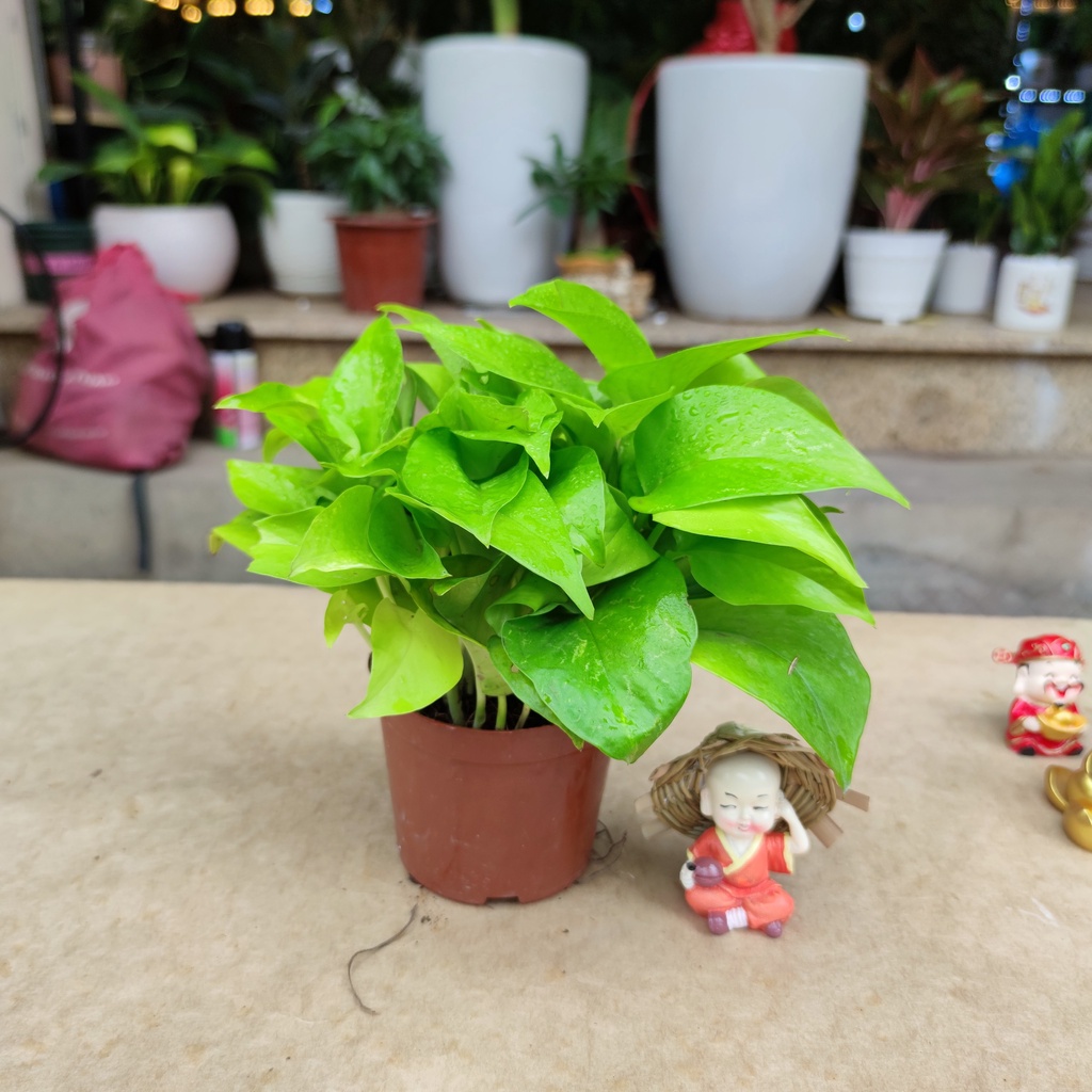 Vạn liên thanh đất (CÂY TRẦU BÀ) 3 loại màu khác nhau ,cây hút khí độc lọc không khí