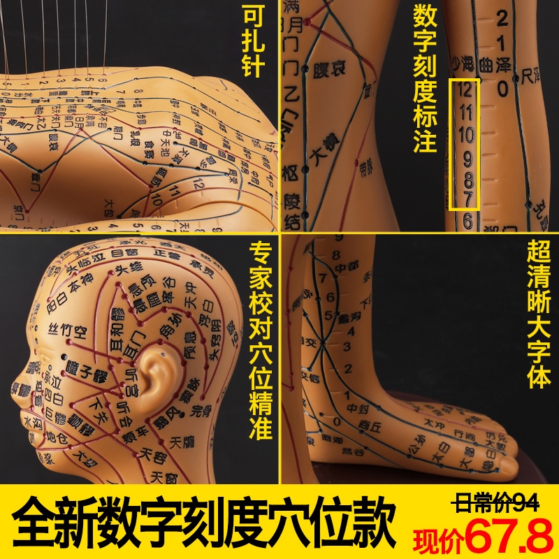 ✅Zhenghe Mô Hình Châm Cứu Cơ Thể Người Mẫu Mười Hai Người Mẫu Mã Trung Quốc Châm Cứu Da Nhỏ