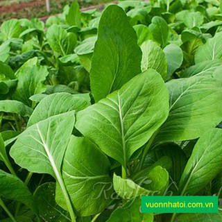 Hạt Giống Rau Cải Ngọt 10 Bịch