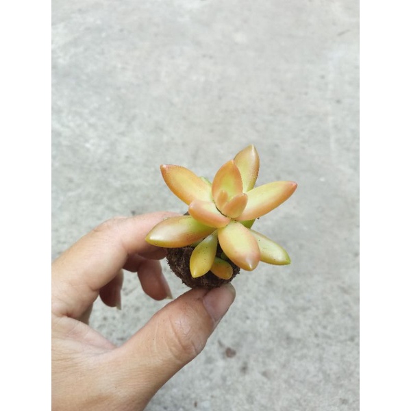Sen đá đá vàng size 3cm