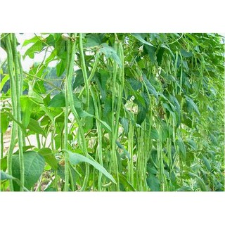 HOT[Seeds] Hạt giống Đậu Đũa 20Gram