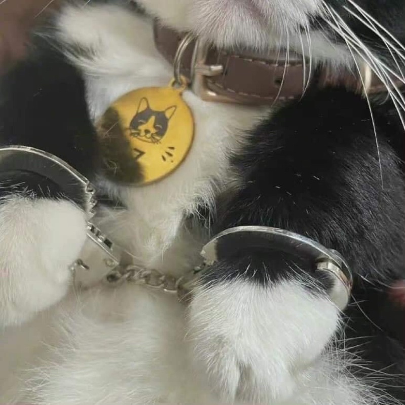 Bộ mèo xám còng tay mèo đồ hoá trang theo yêu cầu riêng