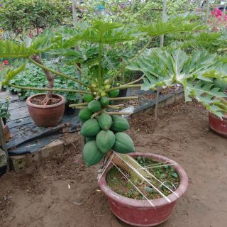 Combo 2 cây đu đủ đài loan f1