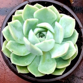 Sen đá đất trắng