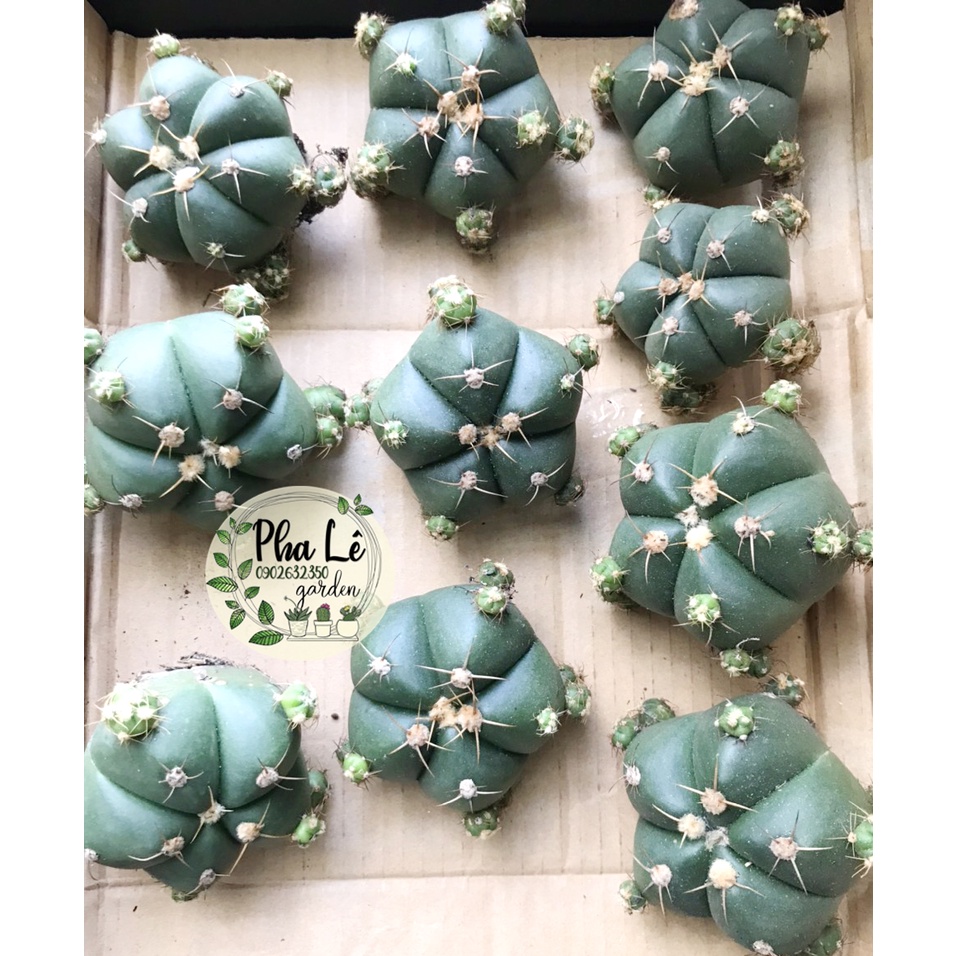 Xương rồng bánh bao múp míp ngon lành đang cho nhiều con