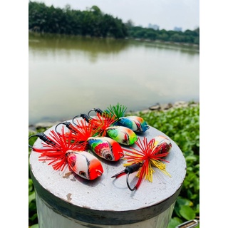 nhái gỗ câu cá ( nhái nhảy bulls )