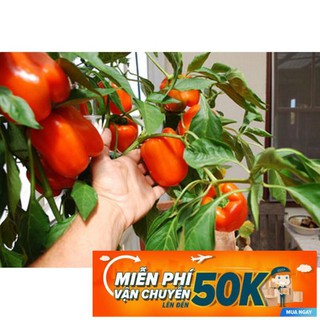 10 Hạt giống Ớt chuông mix (tặng gói kích nẩy mầm và hướng dẫn)